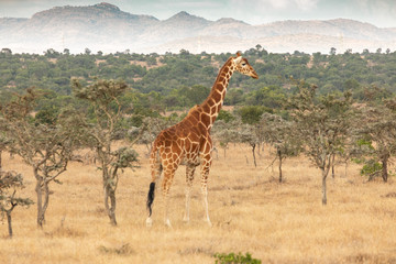 Reticulated Giraffe Near Mount Kenya, Ol Pejeta Conservancy, Kenya, Africa