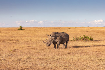 A Lone Endangered Rhino in Ol Pejeta Conservancy, Kenya, Africa