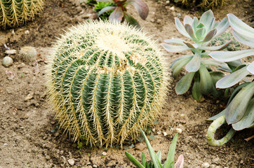 Cacti cactus