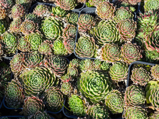 Houseleek plants for sale