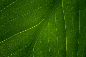 green leaf of the plant with the structure of nutrient vessels, the biochemistry of photosynthesis, processing of carbon dioxide by plants and the release of oxygen, plant respiration, chlorophyll