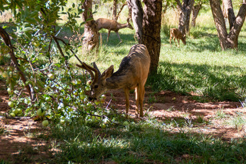 Deer family in the apple garden in Capitol Reef National Park