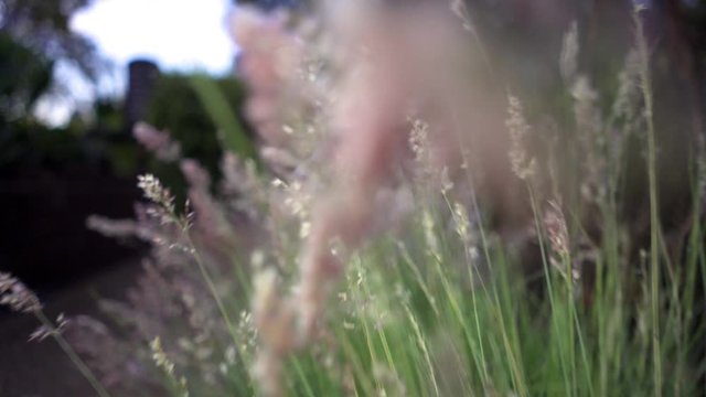 Close up shot of camera going through weeds and decorative grass in city garden outside during dusk in the evening depicting allergies from pollen and spring season.