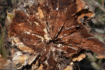 close-up on a slice of dried brown wood