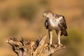 Adult Bonelli's eagle perched on a dead tree stump