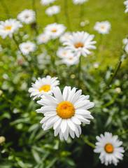 Spring daisy in the meadow
