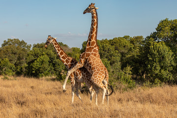 Two Reticulated Giraffes Mating in the Morning, Ol Pejeta Conservancy, Kenya, Africa © Jill Clardy