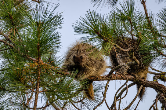Young Porcupines In A Pine Tree