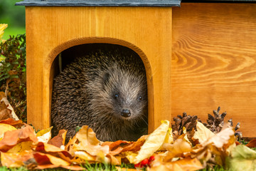 Hedgehog in a house (Scientific name: Erinaceus Europaeus) wild, free roaming hedgehog, taken from wildlife garden hide to monitor health and population of this declining mammal, space for copy  © Moorland Roamer