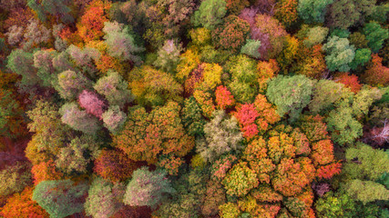 Naklejka na ściany i meble aerial veiw of colorful forest. amazing autumn background. bird's eye, drone shot