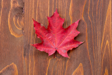 bright colored red maple leaf on a brown wooden background close up , autumn fall