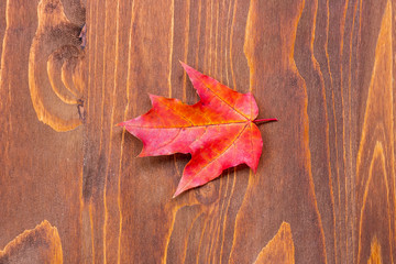 Naklejka na ściany i meble bright colored red maple leaf on a brown wooden background close up