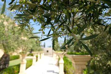 Green tree with olives on a branch. Agriculture of the Mediterranean.