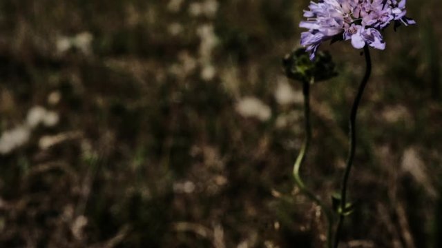 A yellow butterfly sits on a lonely purple flower and feeds on nectar with the help of a proboscis. flower sways in the wind. butterfly flies away. blurred background
