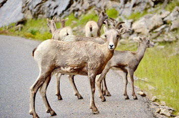 Mount Goat herd on a paved road in Jasper National Park, Alberta, Canada.