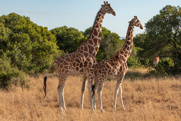 Two Reticulated Giraffes Mating in the Morning, Ol Pejeta Conservancy, Kenya, Africa