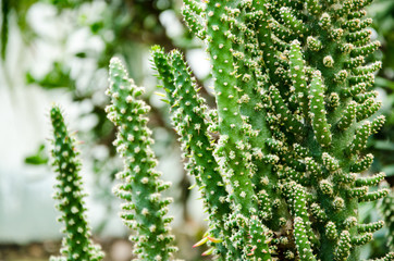 Cacti cactus
