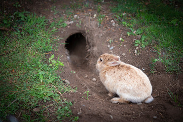 Hase sitzt vor seiner Höhle