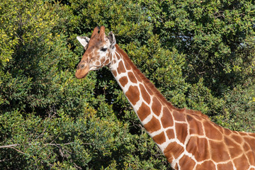 Neck of a Rothschild's Giraffe Against a Background of Green Trees, Ol Pejeta Conservancy, Kenya, Africa