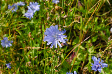 chicory blooms