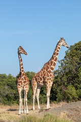 Male and Female Rothschild's Giraffe, Ol Pejeta Conservancy, Kenya, Africa