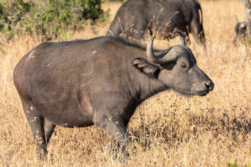 Obraz premium Cape Buffalo walking Through Golden Grass, Ol Pejeta Conservancy, Kenya, Africa