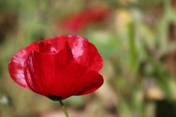 Fototapeta premium Wild flowers of Greece