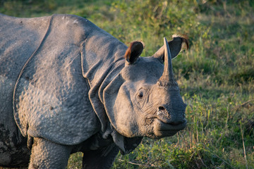 An Indian Rhino at Kaziranga National Park