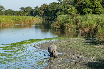 An Indian Rhino at Kaziranga National Park
