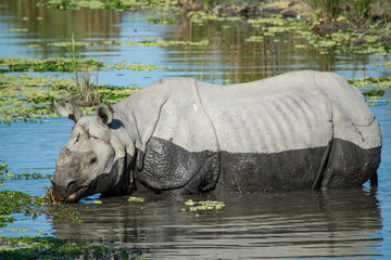 An Indian Rhino at Kaziranga National Park
