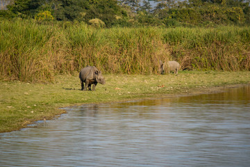 Obraz premium Indian Rhinos at Kaziranga National Park