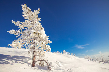 Beautiful winter landscape with fresh snow, clear blue sky sun. Lonely spruce tree