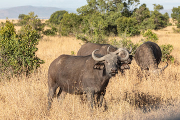 Fototapeta premium Small Herd of Cape Buffalo, Ol Pejeta Conservancy, Kenya Africa