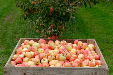 Apfelernte am Niederrhein
