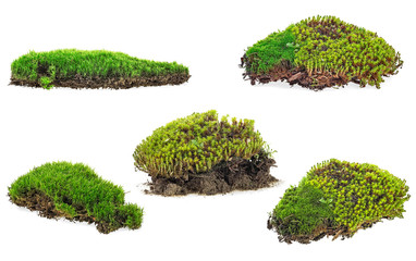 Green moss isolated on a white background - collection.