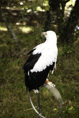 Wild Royal Eagle