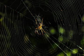 Spider in his home network at sunset