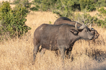 Fototapeta premium Cape Buffalo in the Savanna, Ol Pejeta Conservancy, Kenya, Africa