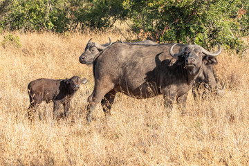 Naklejka na ściany i meble Cape Buffalo Cow and Calf, Kenya, Africa