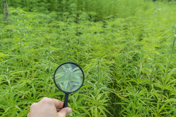 Hand holding magnifying glass in hemp plantation
