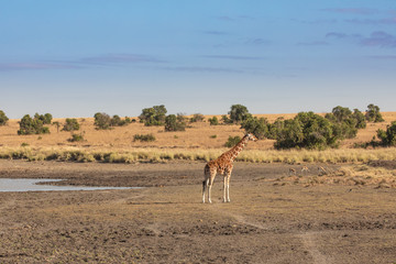 Fototapeta na wymiar Reticulated Giraffe at a Watering Hole, Ol Pejeta Conservancy, Kenya, Africa