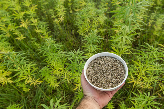 Hands holding bowl of hemp seeds in hemp plantation