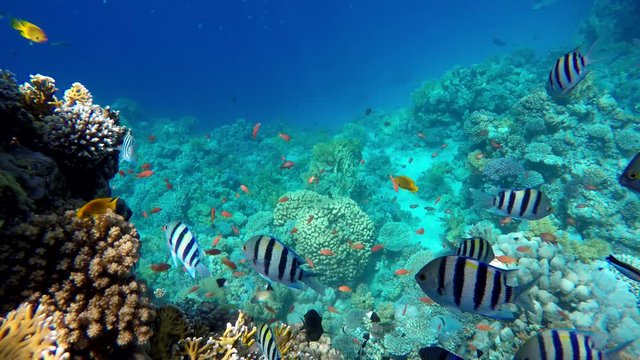 Life in the ocean. Tropical fish and coral reefs. Beautiful corals.  