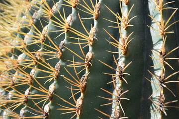 Golden barrel cactus close-up