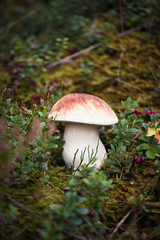 Wild raw boletus mushroom in Latvian forest