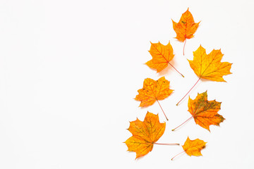 Naklejka na ściany i meble Autumn flat lay background with fallen leaves on white.