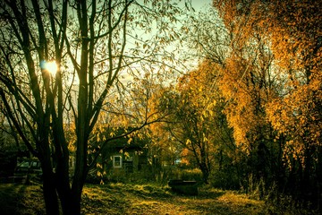 Sunlight through the autumn foliage of trees