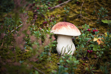 Wild raw boletus mushroom in Latvian forest