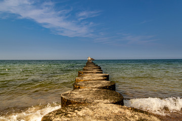 Mewy nad polskim morzem, Bałtykiem. © RafWes