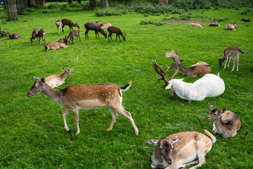 Naklejka na ściany i meble Different color Deer family resting on green grass in a park